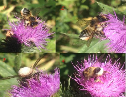 Megachile lagopoda